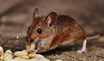 24 Hour & Emergency Exterminators in Wiederkehr Village, AR